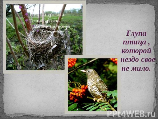 • Худая та птица, которая гнездо свое марает.