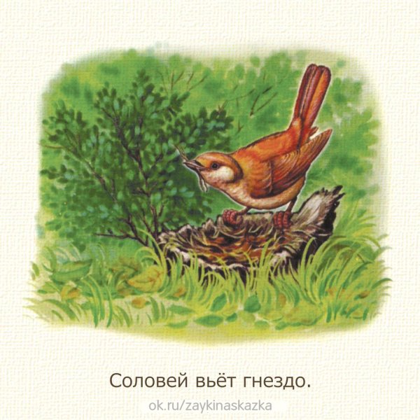 Гнездо соловья на земле