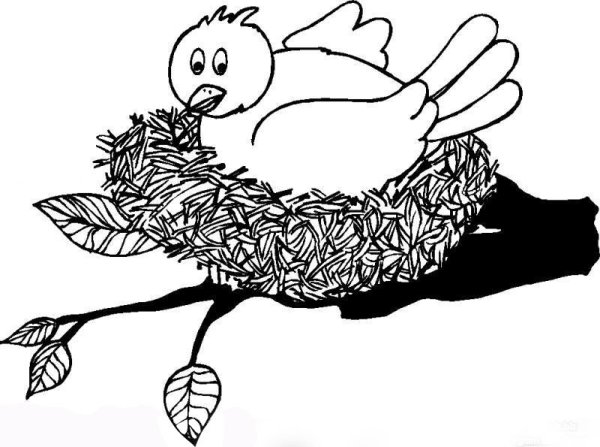 Раскраска гнездо птицы для детей