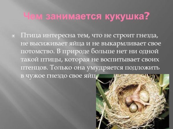 Птицы которые вьют гнезда высиживают яйца