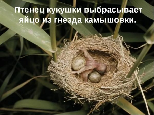 Кукушки личинкоеды гнезда