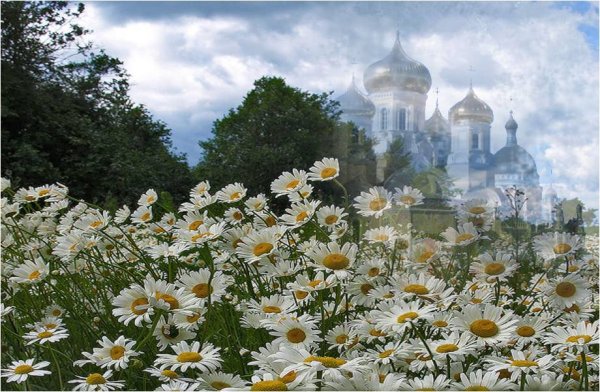 Ромашковая Русь Родина