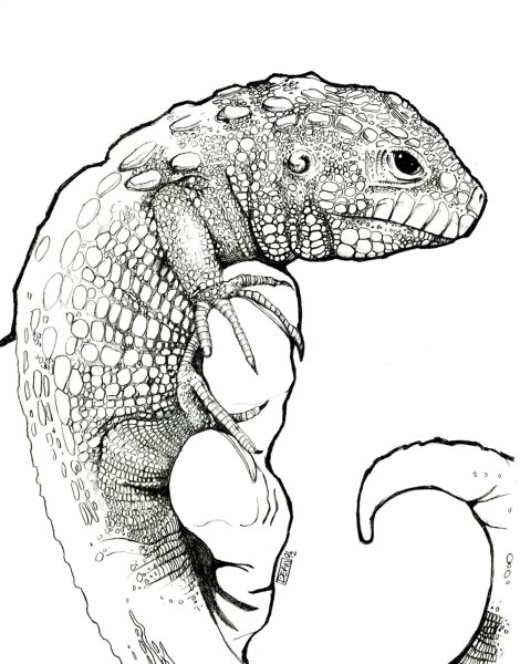 Рептилии для рисования