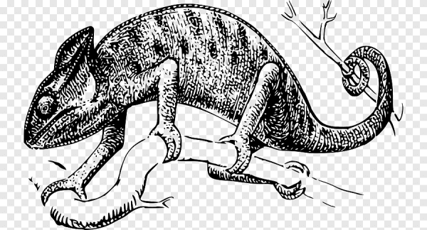 Рептилии рисунок