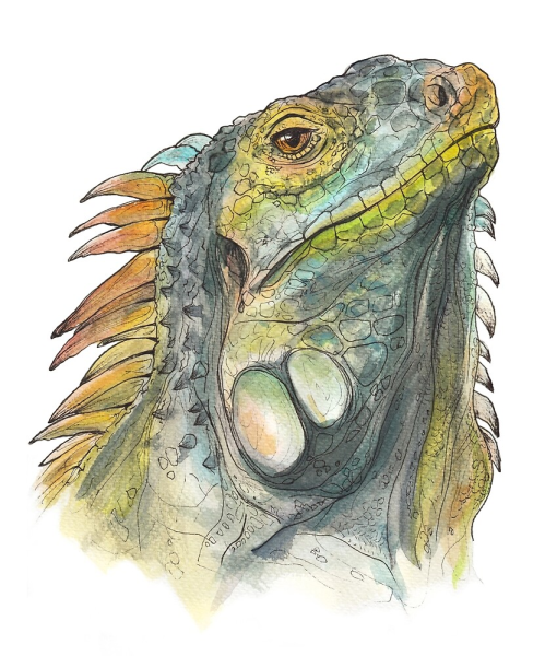 Игуана акварель