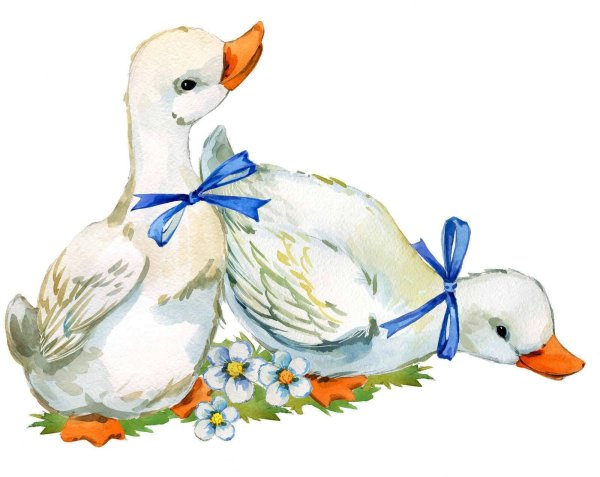 Гусь иллюстрация акварель