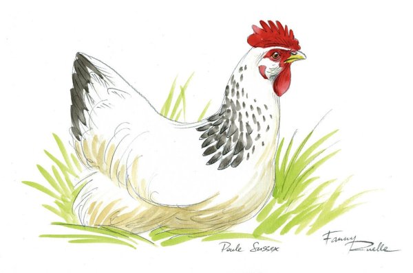 Белая курица иллюстрация