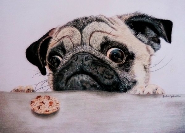 Мопс и печенье
