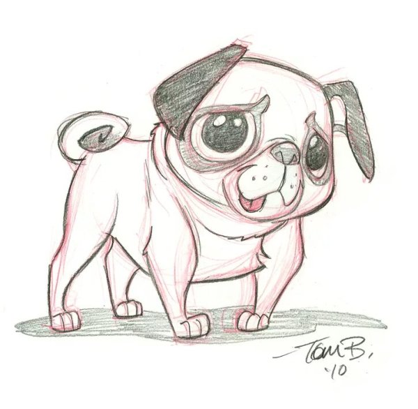 Мопс картинки для срисовки