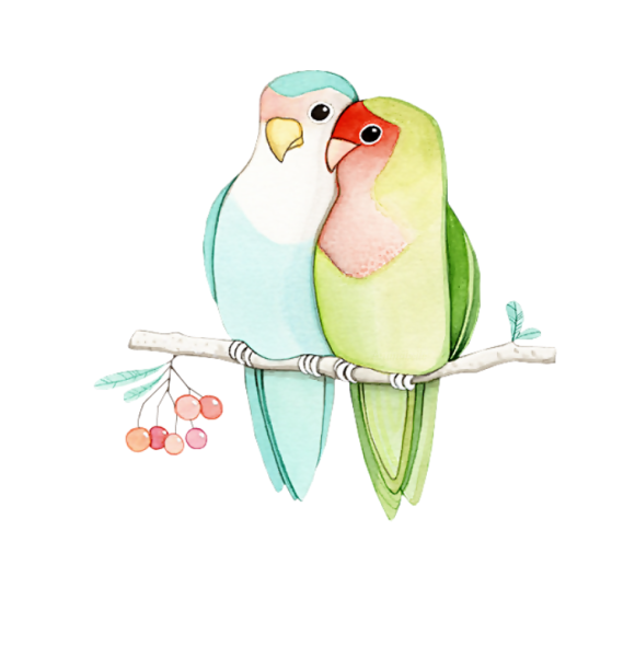 Срисовывать неразлучников попугай