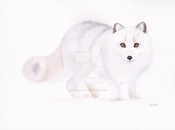 Песец рисунок