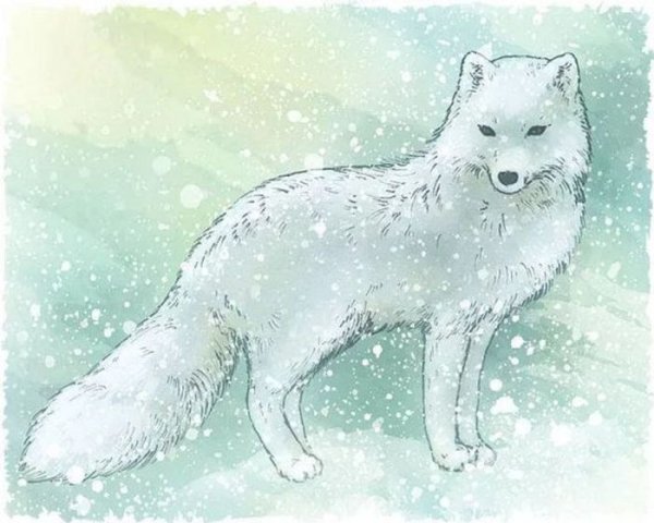 Рисунки песцов