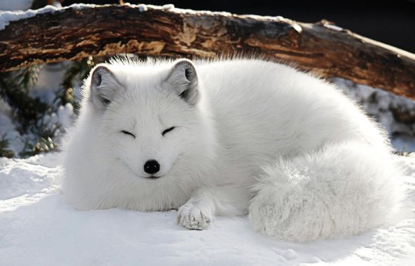 Песец на снегу