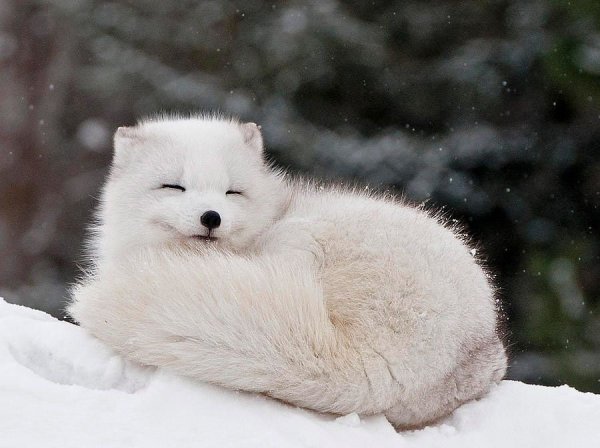 Застенчивый писец