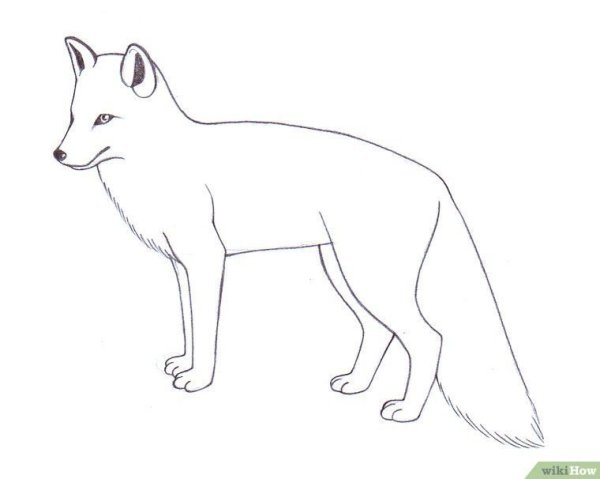 Рисунок лисы карандашом для срисовки легкие