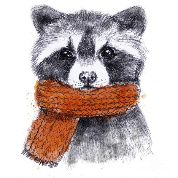 Енот акварелью