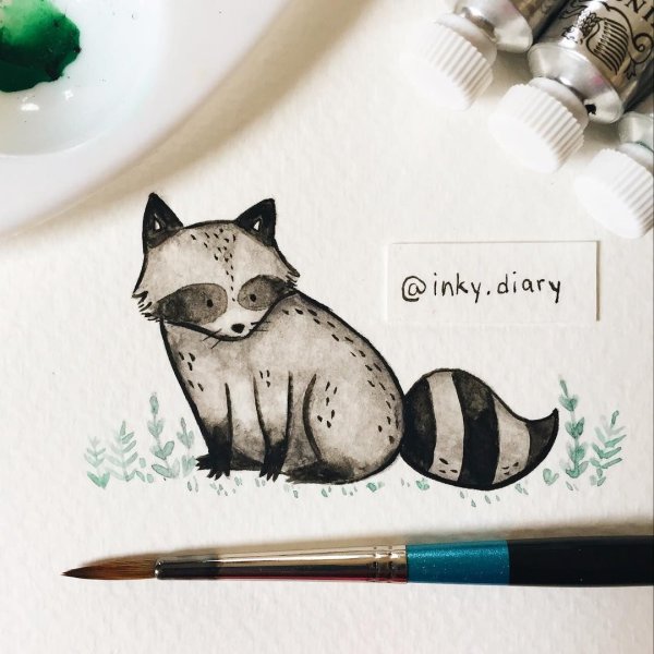 Енот полоскун референс