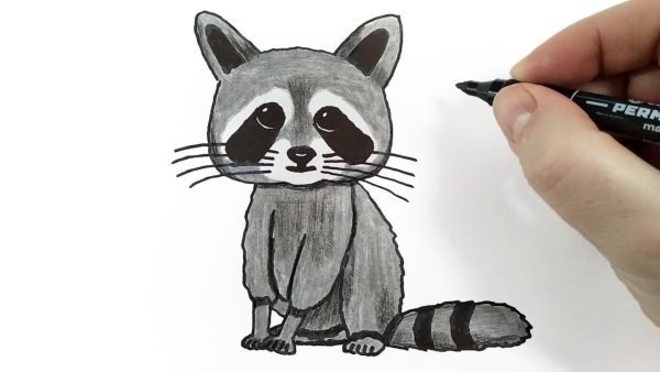 Енот акрилом