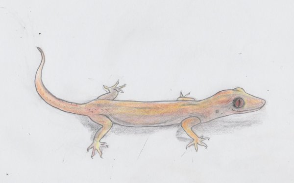 Рисунки ящериц для срисовки