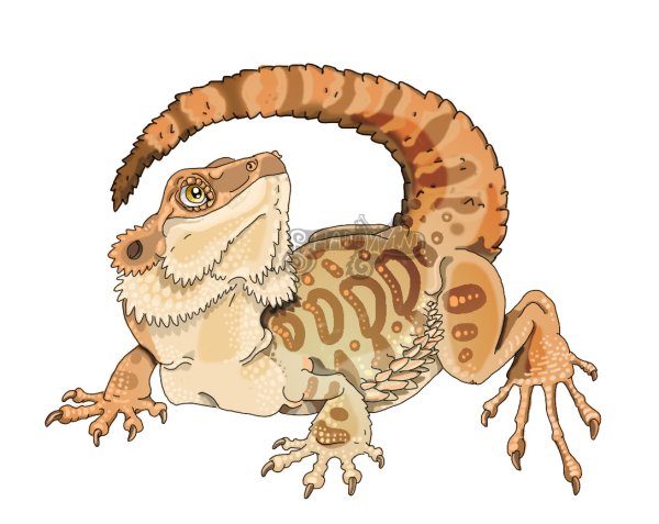 Бородатая агама Стикеры