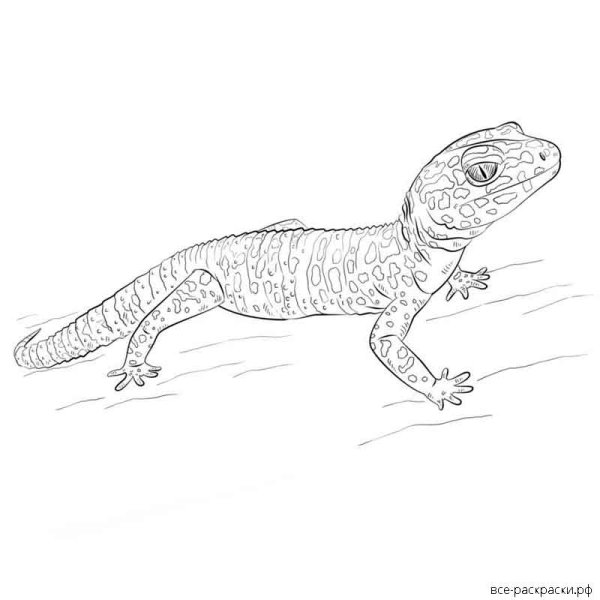 Раскраска антистресс Варан