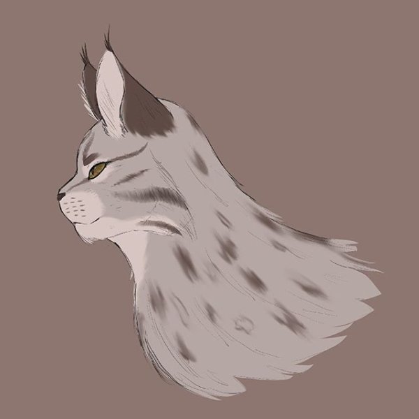 Рысь для срисовки