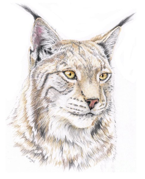 Рисунок Рыся