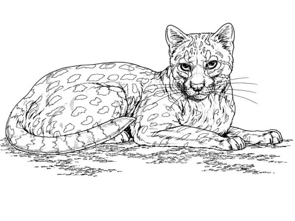 Эскизы тату с рысью