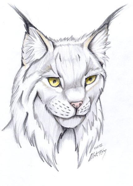 Рысь и Сова