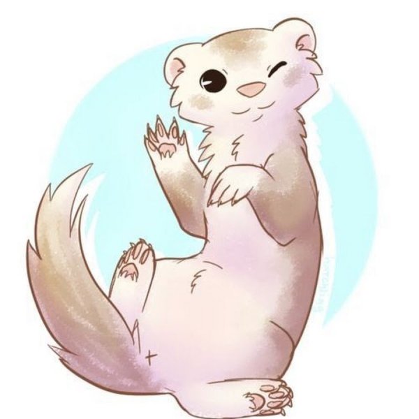 Хорьки арты