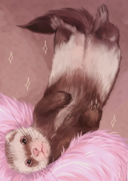 Милый хорек