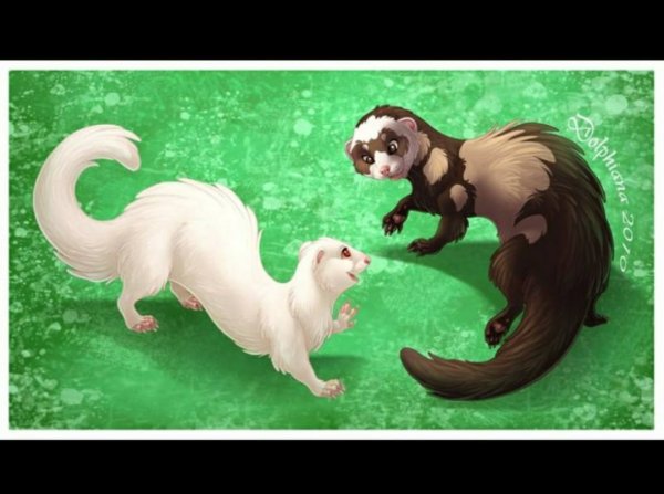 Хорек аниме