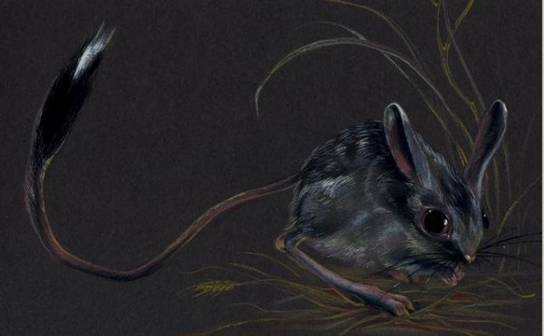 Тушканчик черный