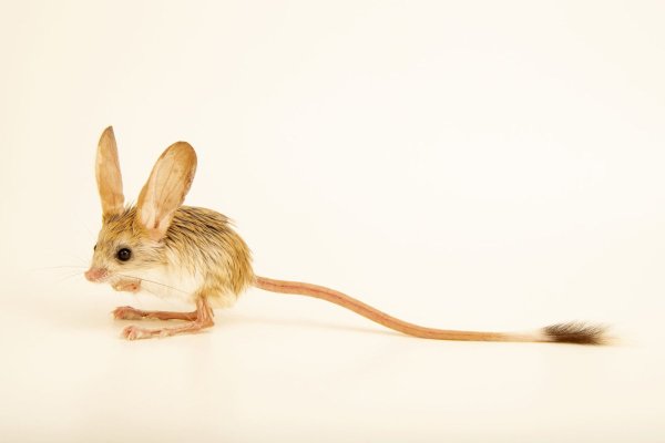 Животные пустыни тушканчик