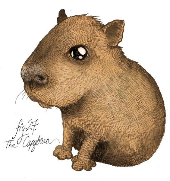 Капибара Бруно