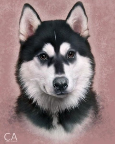 Портрет собаки хаски