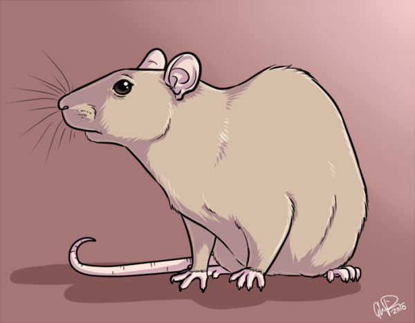 Крысы арты