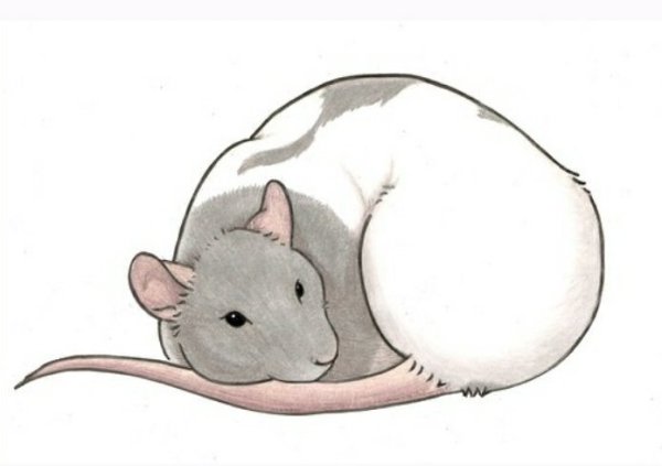 Рисунок крысы для срисовки