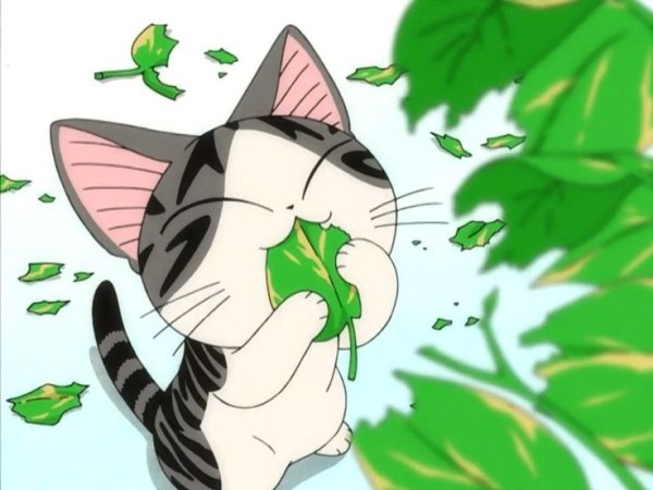 Милый дом Чии котенок