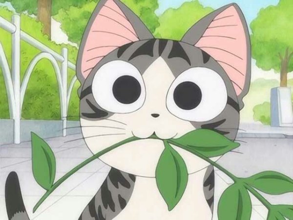 Аниме котик Чии