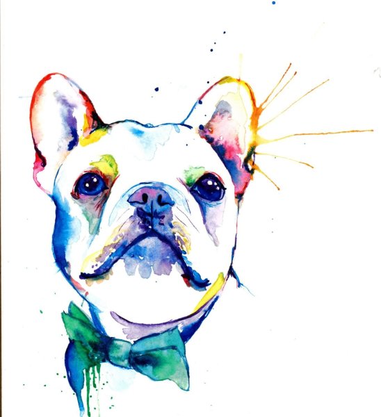 Смешные собаки акварелью