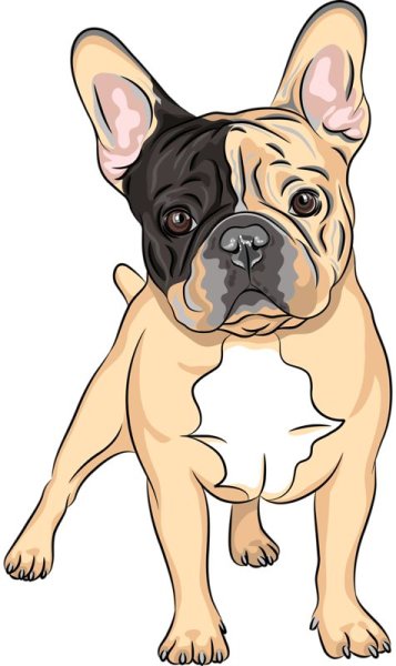 Французский бульдог для срисовки