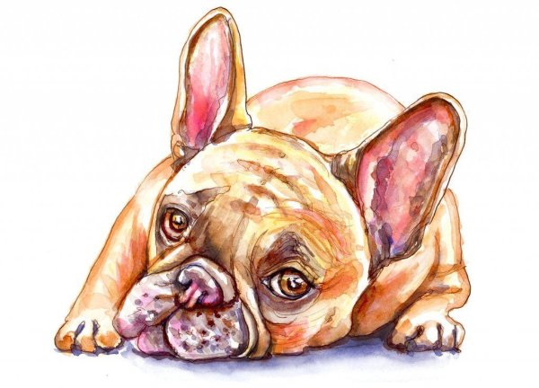 Французский бульдог щенок