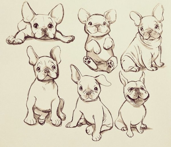 Разукраска французский бульдог