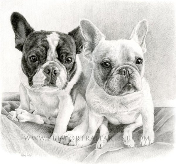 Французский бульдог иллюстрация