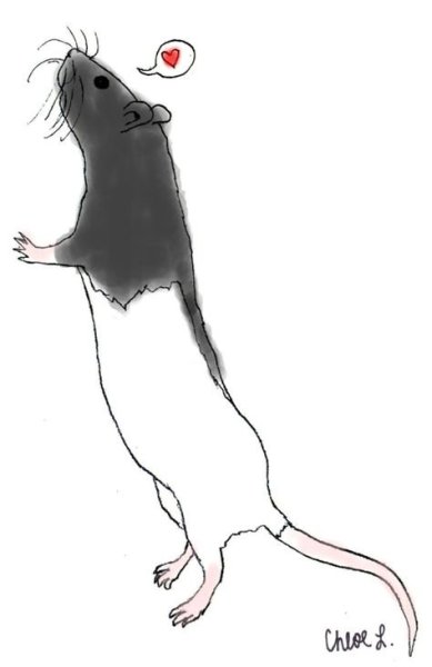 Крыса рисунок легкий