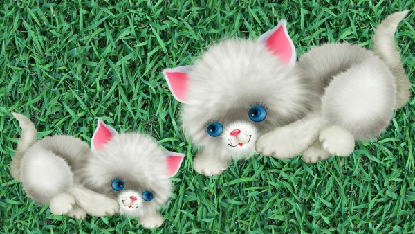 Померанский шпиц белый милый