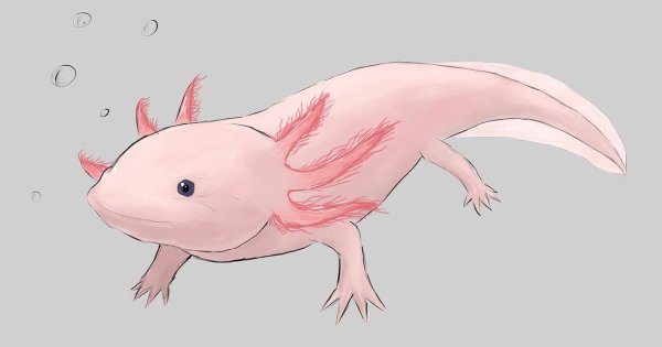 Наоми Лорд аксолотль