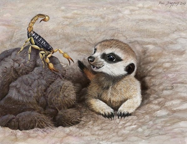 Сурикат арт