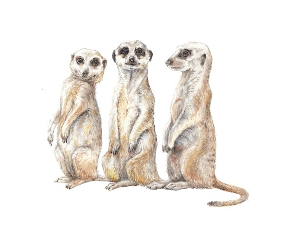 Сурикаты акварель